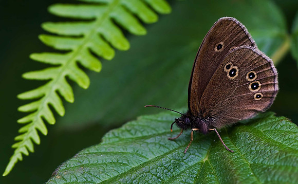 Ringlet