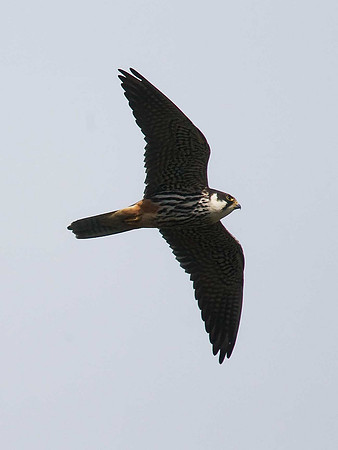 Red-footed Falcon