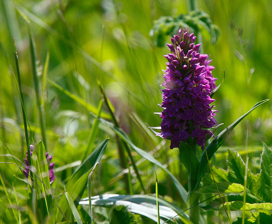 Marsh Orchid