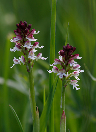 Burnt Tip Orchid
