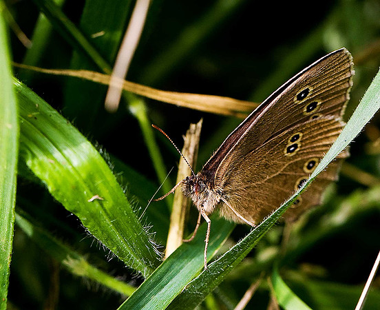 Ringlet