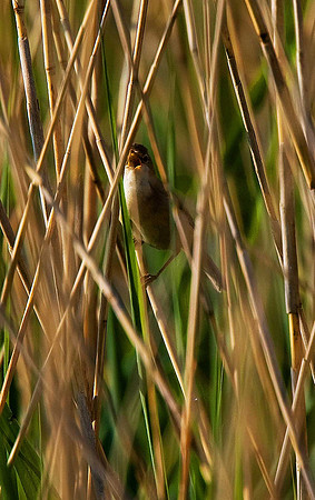 Reed Warbler