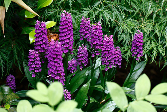 Dactylorhiza fuchsii in our garden