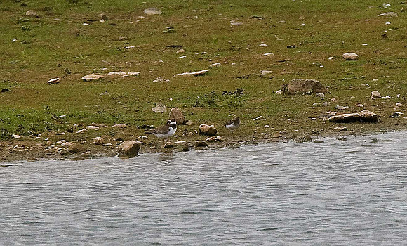 Temminck's Stint & LRP