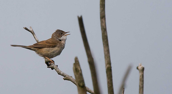 Whitethroat
