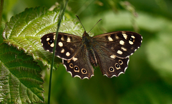 Speckled Wood