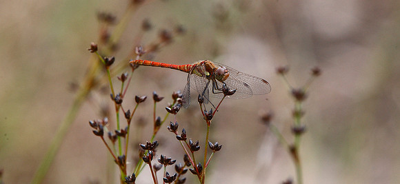 Ruddy Darter
