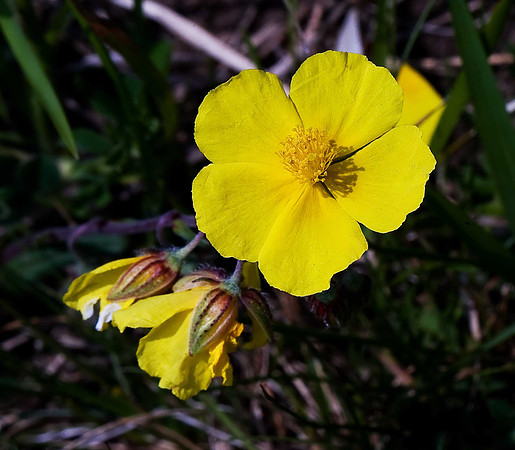 Rock Rose helianthemum nummularium