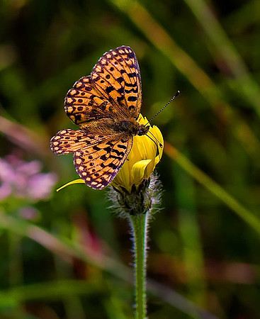 Dark Green Fritillary
