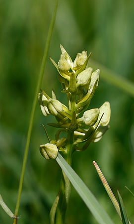 Greater Butterfly Orchid