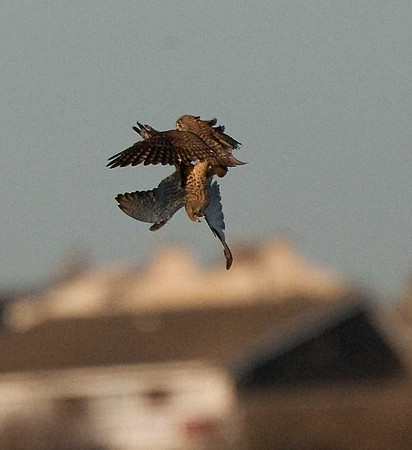 Kestrels