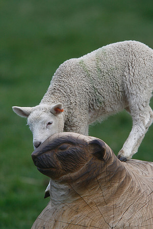 Saltholme lambs