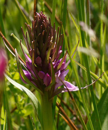 Southern Marsh Orchid