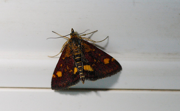 Pyrausta purpuralis