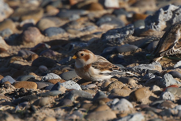 Snow Bunting