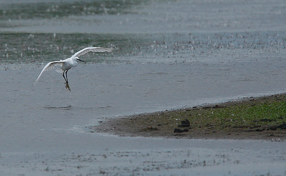 Little Egret