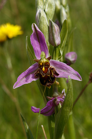 Bee Orchid