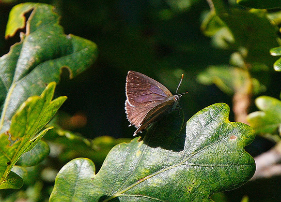 Purple Hairstreak