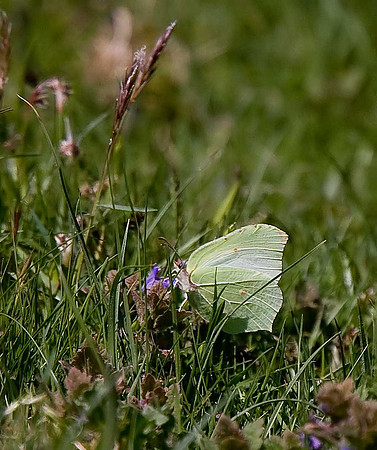 Brimstone