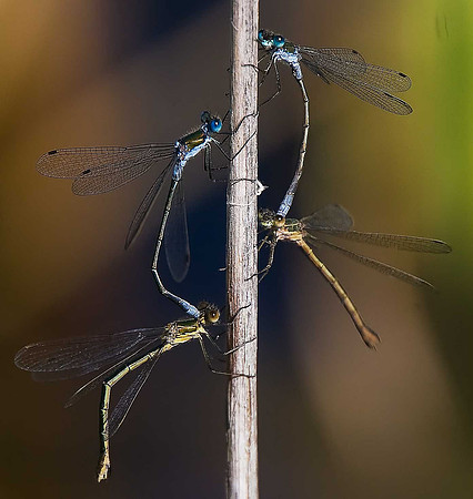 Emerald Damselflies