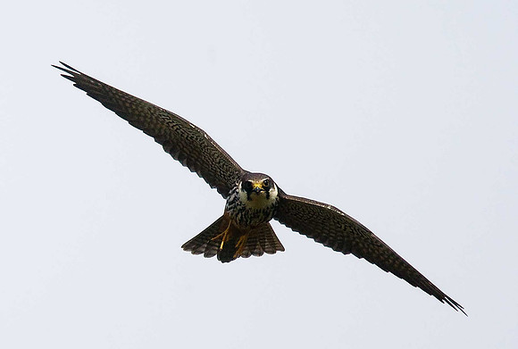 Hobby