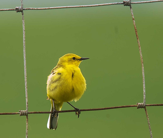 Yellow Wagtail