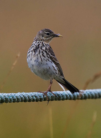 Meadow Pipit