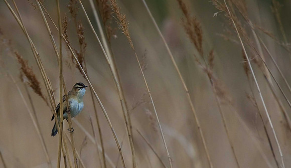 Sedge Warbler