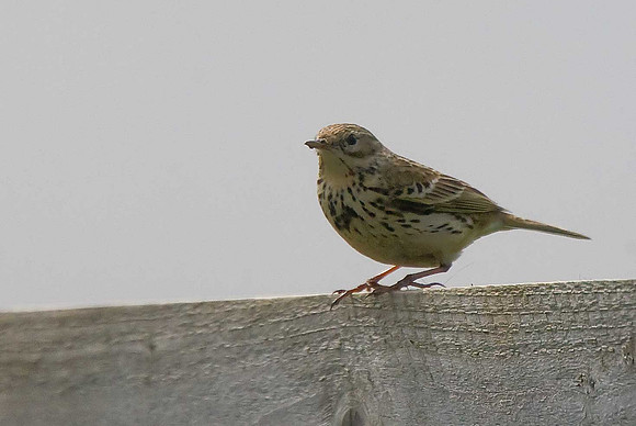Meadow Pipit