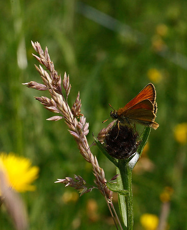 Small Skipper