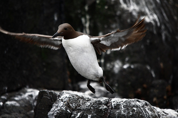 Guillemot
