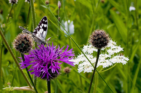Marbled White