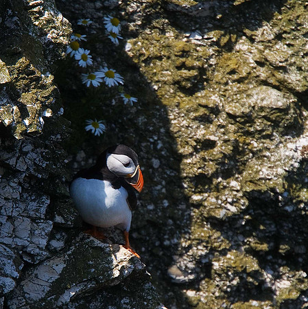 Puffin
