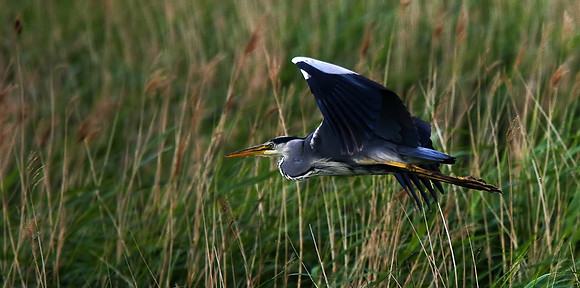 Heron