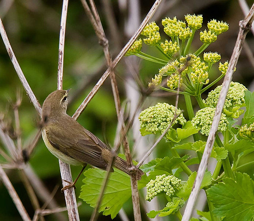 Willow Warbler