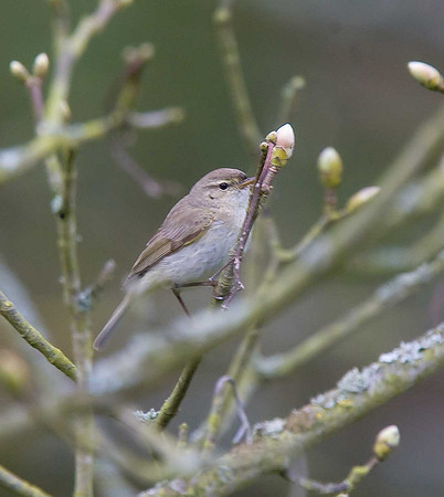 Pied Flycatcher