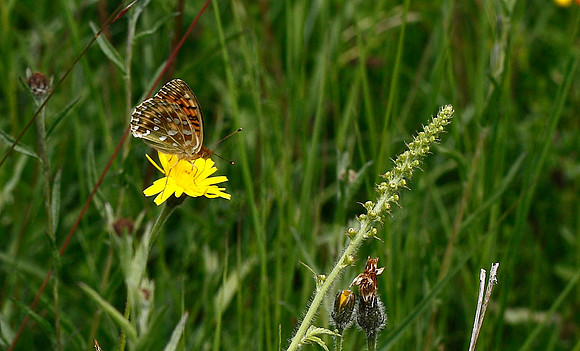 Dark Green Fritillary