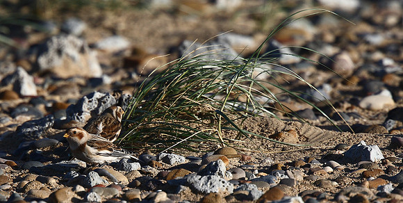 Snow Bunting
