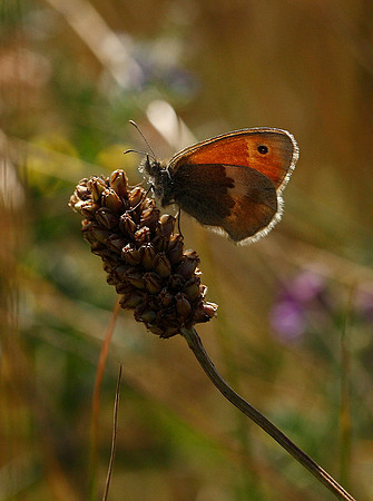 Meadow Brown