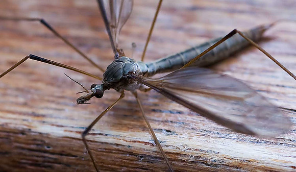 Daddy Longlegs