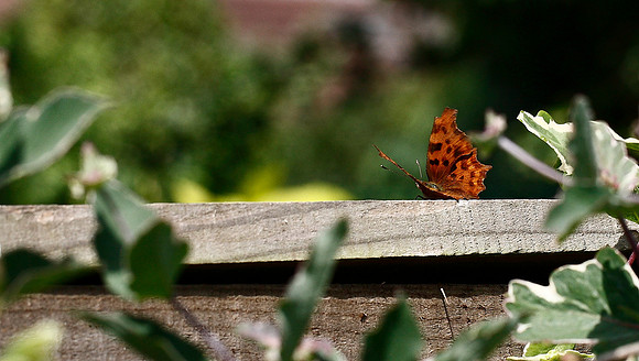 Comma