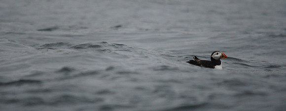 Puffin