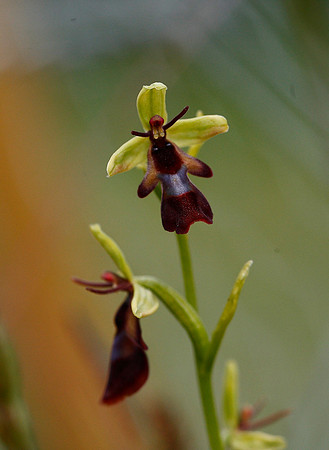 Fly Orchid