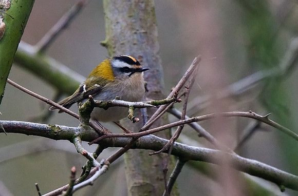 Firecrest