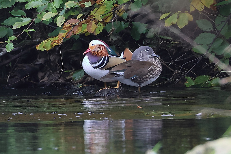 Mandrin Drake Zenfolio | Chris Downes' Focus on Birds | 14th to 22nd October 2026