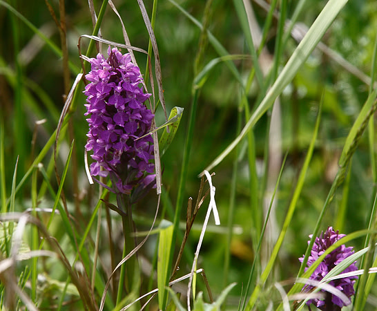 Marsh Orchid