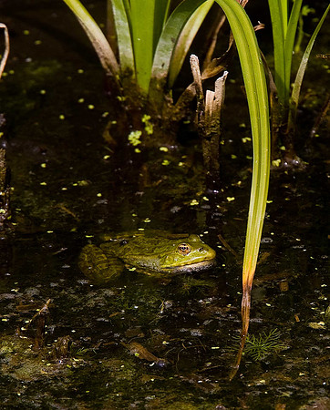 Marsh Frog