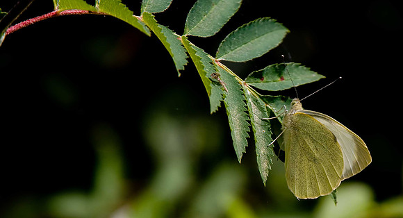 Small White