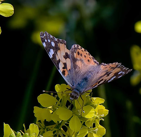 Painted Lady
