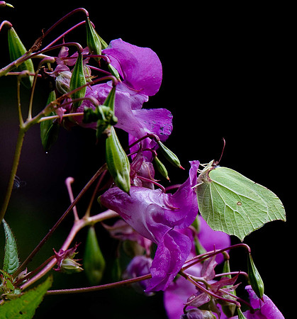 Brimstone
